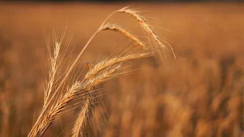 Wheat field. Ears of golden wheat close up. Beautiful Nature Sunset Landscape Stock Photos