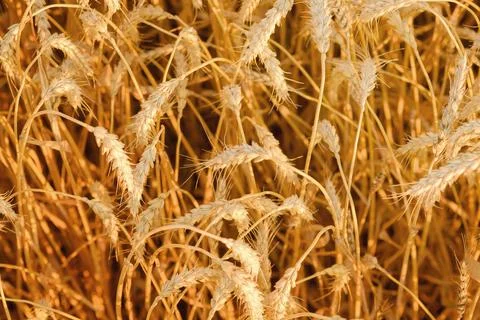 Wheat field. Ears of golden wheat closeup. Beautiful Nature Sunset Landscape. Stock Photos