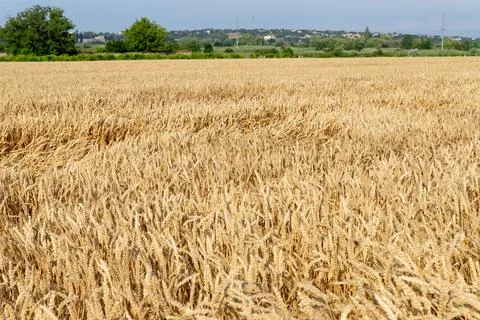 Wheat field. Ears of golden wheat close up. Organic farming. Rural Scenery under Stock Photos