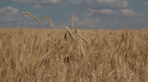 Wheat in the field, ears of grain against a blue sky with clouds. Golden ears sw Stock Footage 25825573