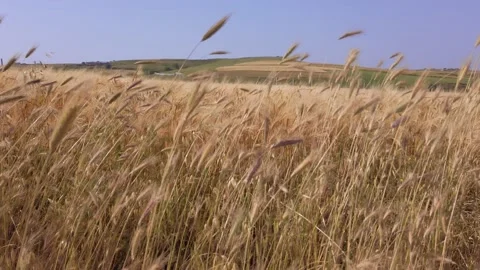 Wheat field. Ears of ripe wheat. Agriculture, farming, harvesting concept. Stock Footage 132484473