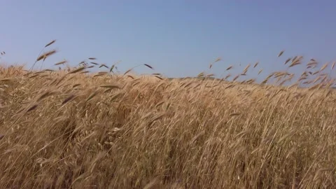 Wheat field. Ears of ripe wheat. Agriculture, farming, harvesting concept. Stock Footage 132484474
