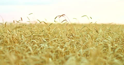 Wheat field, ears sway in the wind. Ripe wheat crop. 4k, ProRes Stock-Footage 138969734