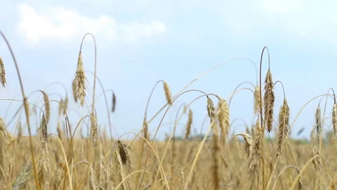 Wheat field, ears swaying from the light wind. Stock Footage 165366899