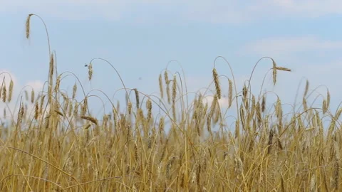 Wheat field, ears swaying from the light wind. Stock Footage 165366932