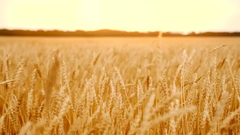 Wheat field with ears swinging in the wind. Concept of agriculture development Stock Footage 139563202