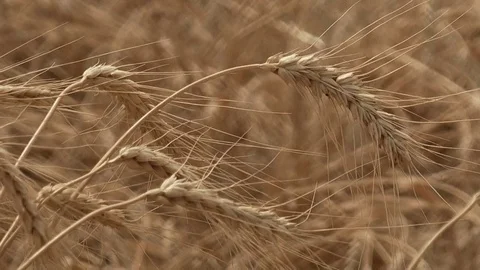 Wheat field Ears of wheat and bright sunny day Stock Footage 74166680