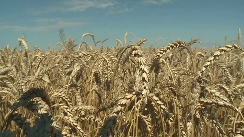 Wheat field Ears of wheat and bright sunny day Stock Footage