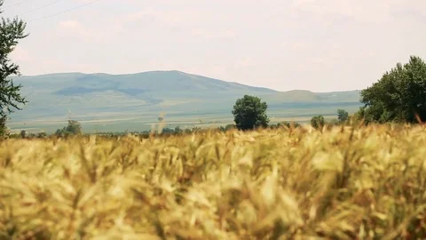 Wheat Field. Ears of wheat close up. Harvest and harvesting concept. Field of go Stock Footage 76371070