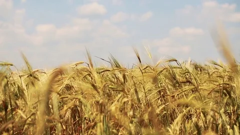 Wheat Field. Ears of wheat close up. Harvest and harvesting concept. Field of go Stock Footage 76371128