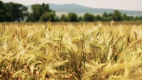 Wheat Field. Ears of wheat close up. Harvest and harvesting concept. Field of go Stock Footage 76371297