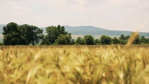 Wheat Field. Ears of wheat close up. Harvest and harvesting concept. Field of go Stock Footage 76371330