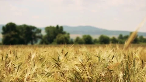 Wheat Field. Ears of wheat close up. Harvest and harvesting concept. Field of go Stock Footage 76371391