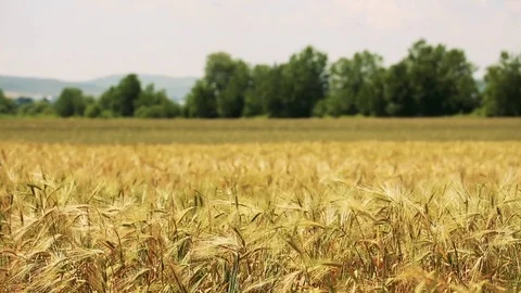 Wheat Field. Ears of wheat close up. Harvest and harvesting concept. Field of go Stock Footage 76371457