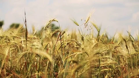 Wheat Field. Ears of wheat close up. Harvest and harvesting concept. Field of go Stock Footage 76371537