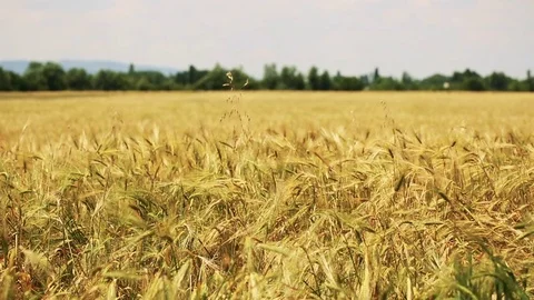 Wheat Field. Ears of wheat close up. Harvest and harvesting concept. Field of go Stock Footage 76371684