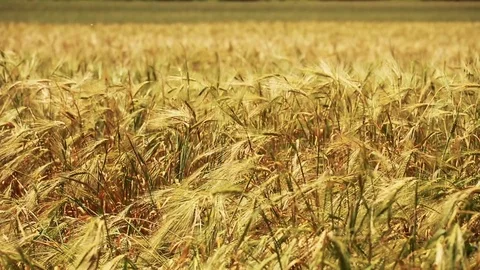Wheat Field. Ears of wheat close up. Harvest and harvesting concept. Field of go Stock Footage 76371733