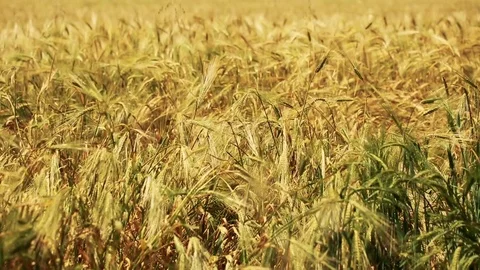 Wheat Field. Ears of wheat close up. Harvest and harvesting concept. Field of go Stock Footage 76371829