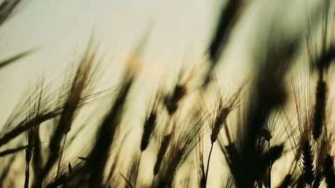 Wheat Field. Ears of wheat close up. Harvest and harvesting concept. Field of go Stock Footage 76371846