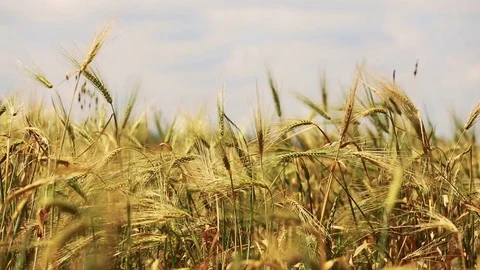 Wheat Field. Ears of wheat close up. Harvest and harvesting concept. Field of go Stock Footage 76371941