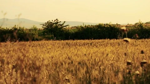 Wheat Field. Ears of wheat close up. Harvest and harvesting concept. Field of go Stock Footage 76372006