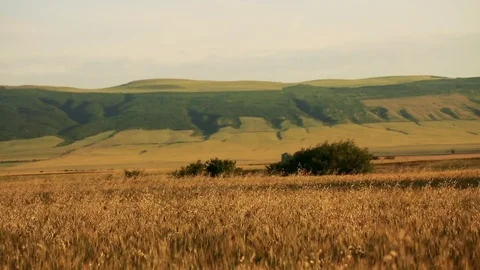 Wheat Field. Ears of wheat close up. Harvest and harvesting concept. Field of go Stock Footage 76372204