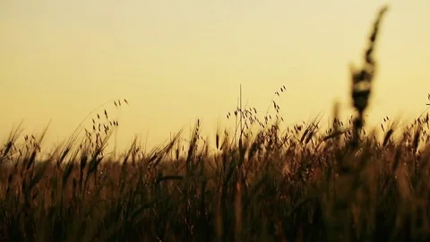 Wheat Field. Ears of wheat close up. Harvest and harvesting concept. Field of go Stock Footage 76372227