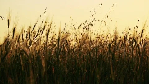 Wheat Field. Ears of wheat close up. Harvest and harvesting concept. Field of go Stock Footage 76372298