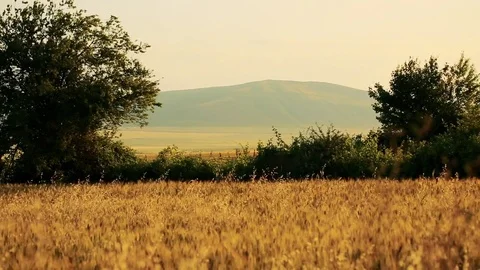 Wheat Field. Ears of wheat close up. Harvest and harvesting concept. Field of go Stock Footage 76372358