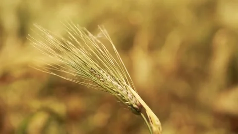 Wheat Field. Ears of wheat close up. Harvest and harvesting concept. Field of go Stock Footage 76372436