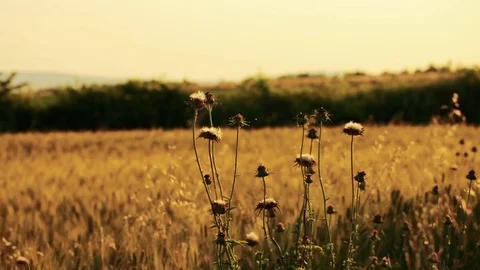Wheat Field. Ears of wheat close up. Harvest and harvesting concept. Field of go Stock Footage 76372438