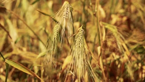 Wheat Field. Ears of wheat close up. Harvest and harvesting concept. Field of go Stock Footage 76372535