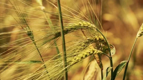 Wheat Field. Ears of wheat close up. Harvest and harvesting concept. Field of go Stock Footage 76372597