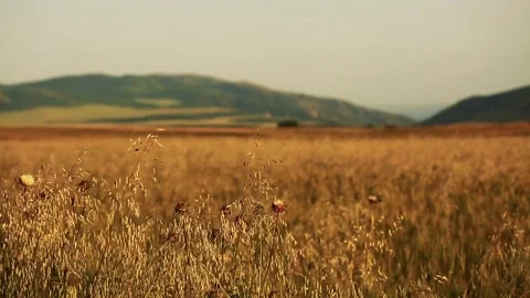 Wheat Field. Ears of wheat close up. Harvest and harvesting concept. Field of go Stock Footage 76372821