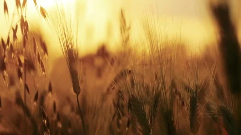 Wheat Field. Ears of wheat close up. Harvest and harvesting concept. Field of go Stock Footage 76372864