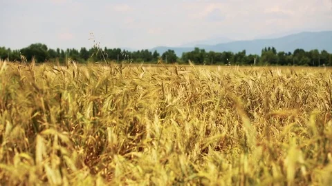 Wheat Field. Ears of wheat close up. Harvest and harvesting concept. Field of go Stock Footage 76372876