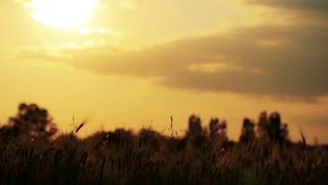 Wheat Field. Ears of wheat close up. Harvest and harvesting concept. Field of go Stock Footage 76373017