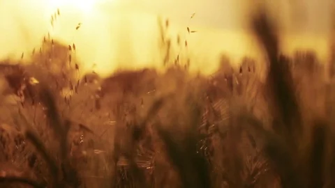 Wheat Field. Ears of wheat close up. Harvest and harvesting concept. Field of go Stock Footage 76373064