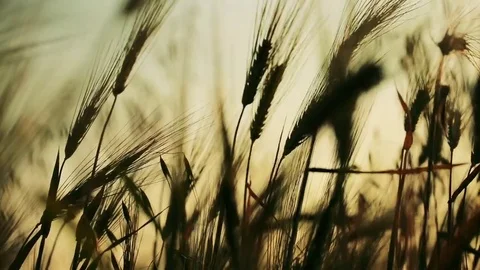 Wheat Field. Ears of wheat close up. Harvest and harvesting concept. Field of go Stock Footage 76373169