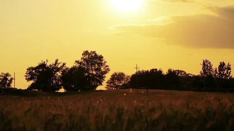 Wheat Field. Ears of wheat close up. Harvest and harvesting concept. Field of go Stock Footage 76373199