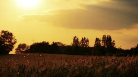 Wheat Field. Ears of wheat close up. Harvest and harvesting concept. Field of go Stock Footage 76373279