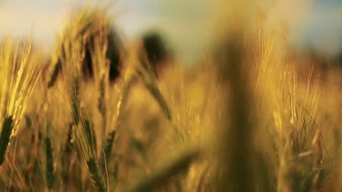 Wheat Field. Ears of wheat close up. Harvest and harvesting concept. Field of go Stock Footage 76373302