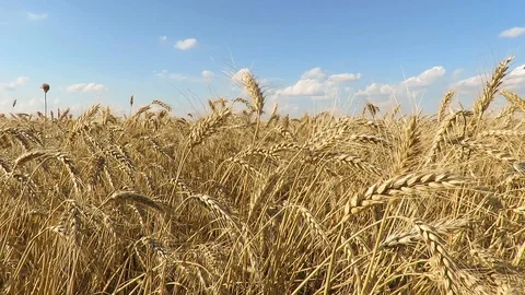 Wheat Field. Ears of wheat close up. Field of golden wheat swaying. Nature Stock Footage 92959549