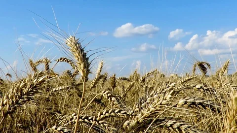 Wheat Field. Ears of wheat close up. Field of golden wheat swaying. Nature Stock Footage 92959558