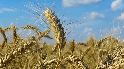 Wheat Field. Ears of wheat close up. Field of golden wheat swaying. Nature Stock Footage 92959566