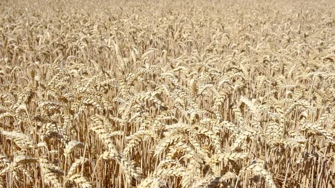 Wheat Field. Ears of wheat close up. Harvest and harvesting concept. Field of Stock Footage 112123083