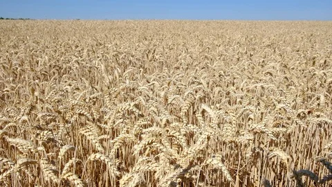 Wheat Field. Ears of wheat close up. Harvest and harvesting concept. Field of Stock Footage 112123147