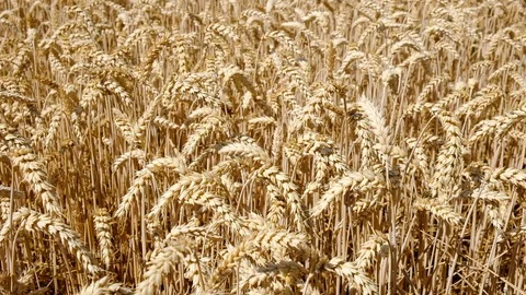 Wheat Field. Ears of wheat close up. Harvest and harvesting concept. Field of Stock Footage 112123162