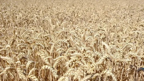 Wheat Field. Ears of wheat close up. Harvest and harvesting concept. Field of Stock Footage 112791517