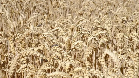 Wheat Field. Ears of wheat close up. Harvest and harvesting concept. Field of Stock Footage 112791580